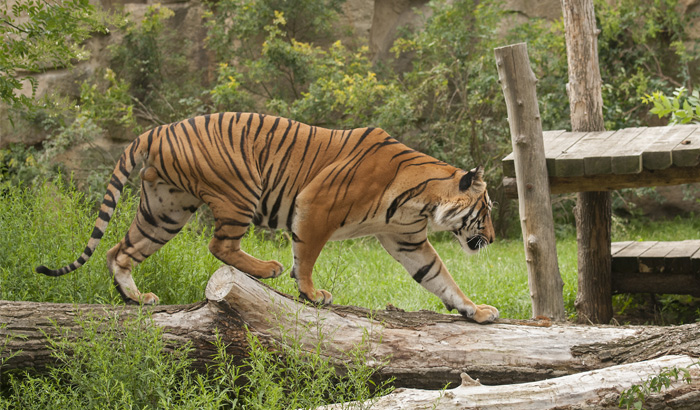 Nagarhole National Park